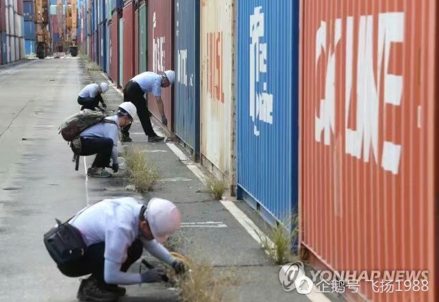 比丧尸还恐怖的杀人蚁现身韩国，当局慌了，出动挖掘机掘地三尺 - 4