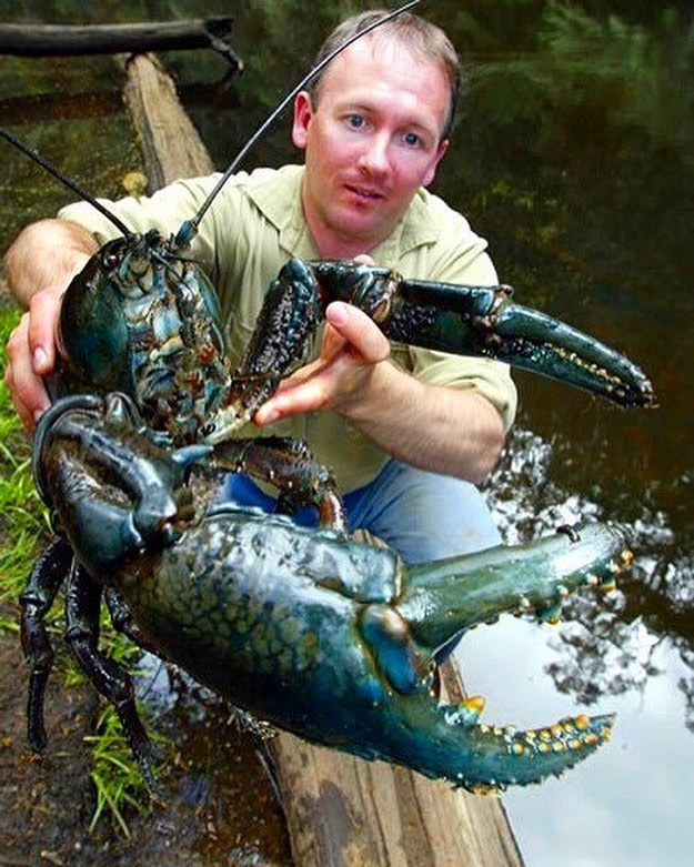 这应该是世界上最大的小龙虾了吧