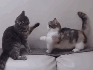 两猫秀恩爱被嫌弃,橘猫强行路过逗人笑翻