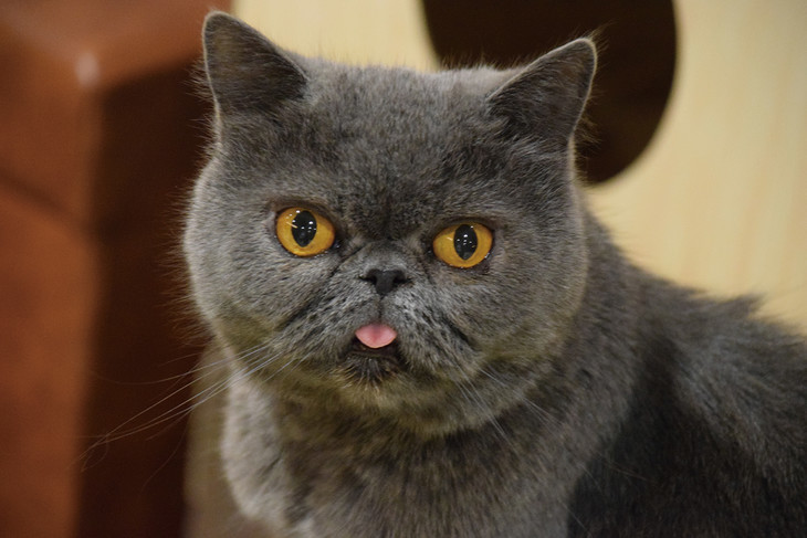 吉祥寺猫咪祭又来了 人猫一起欣赏《猫咪后院》