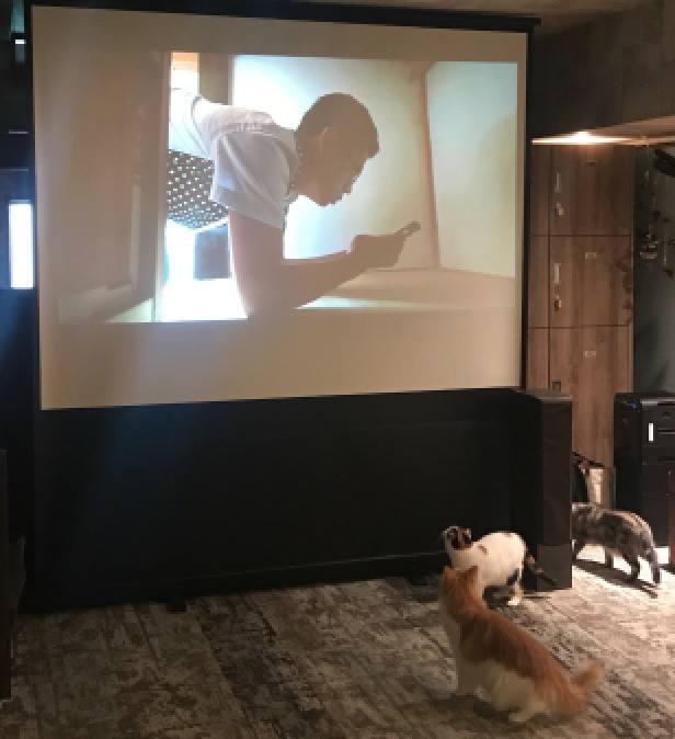 吉祥寺猫咪祭又来了 人猫一起欣赏《猫咪后院》