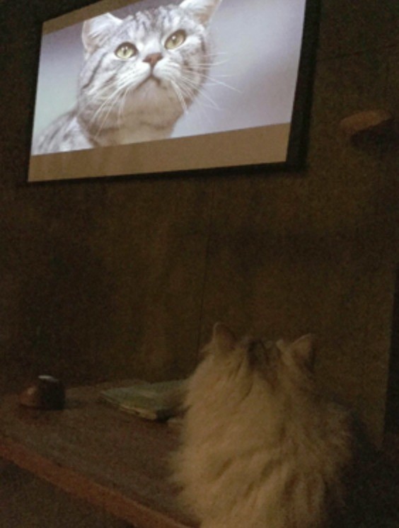吉祥寺猫咪祭又来了 人猫一起欣赏《猫咪后院》