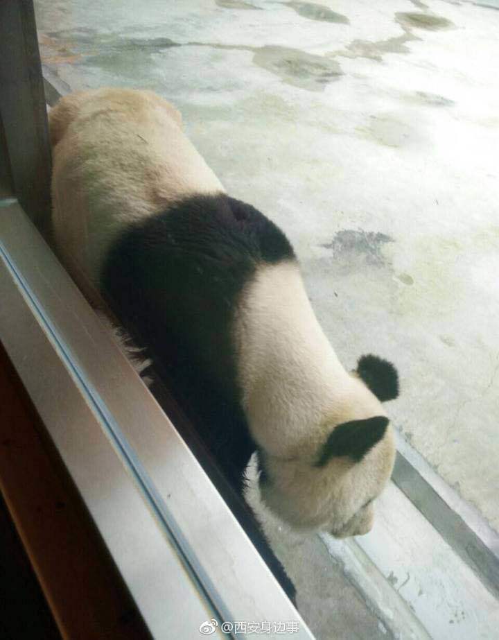 梦见大熊猫把自己的脚咬流血了，梦境背后的深层解析与启示