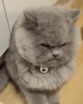 胖猫喜欢做这样睡觉,连昴日星官都看不下去了