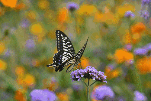 与蝴蝶共舞的时光