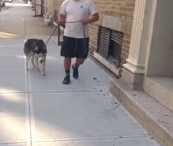 壁纸 动物 狗 狗狗 347_293 gif 动态图 动图