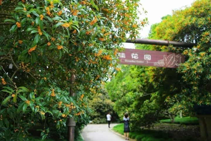 最新版上海赏桂攻略出炉，带你走进桂香满城的秋