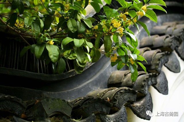 最新版上海赏桂攻略出炉，带你走进桂香满城的秋