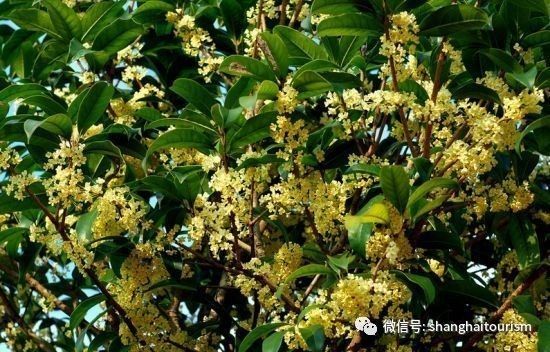 最新版上海赏桂攻略出炉，带你走进桂香满城的秋