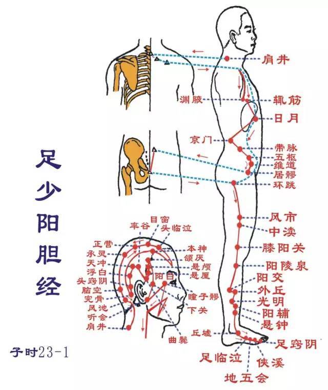 1,大腿内侧区:肝经急脉穴至膝关穴.