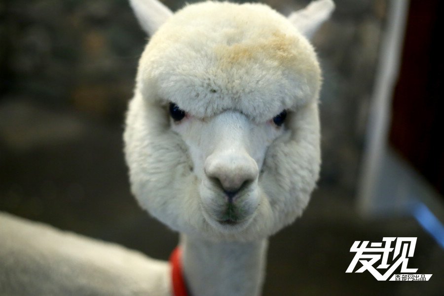 西安市民十万购羊驼 神兽变萌宠_腾讯