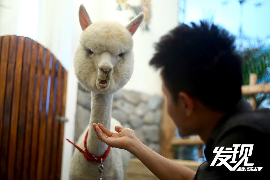 西安市民十万购羊驼 神兽变萌宠_腾讯