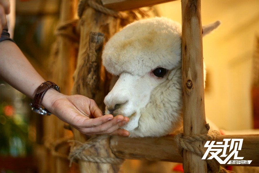 西安市民十万购羊驼 神兽变萌宠_腾讯