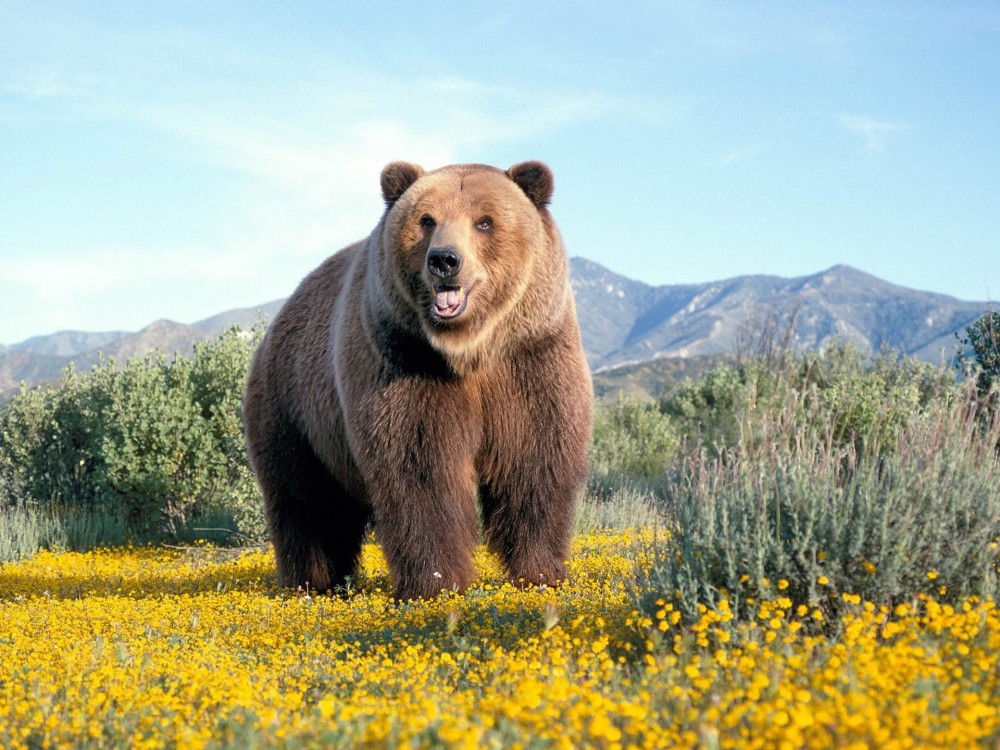在俄罗斯,熊是没有尊严的,是能靠卖萌为生