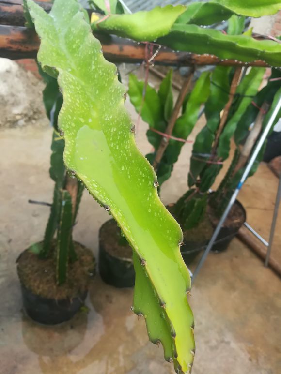 火龙果枝条下垂失败折断了,赶紧扦插下去,第二