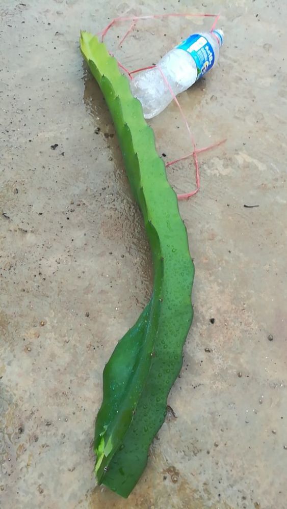 火龙果枝条下垂失败折断了,赶紧扦插下去,第二