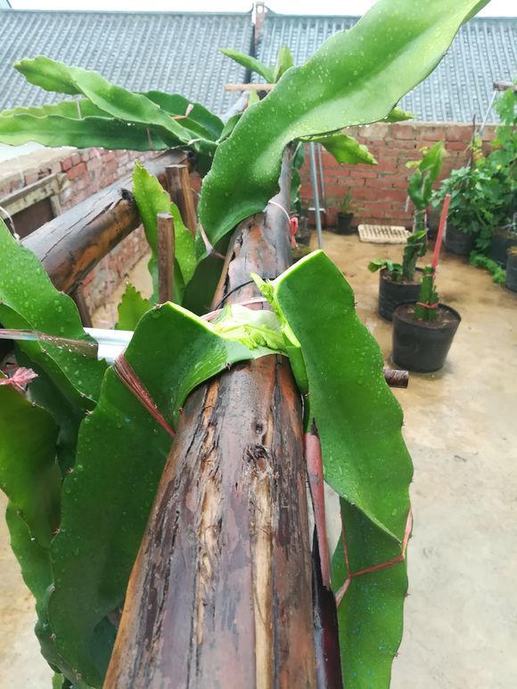 火龙果枝条下垂失败折断了,赶紧扦插下去,第二