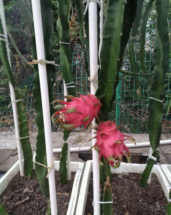 火龙果枝条下垂失败折断了,赶紧扦插下去,第二