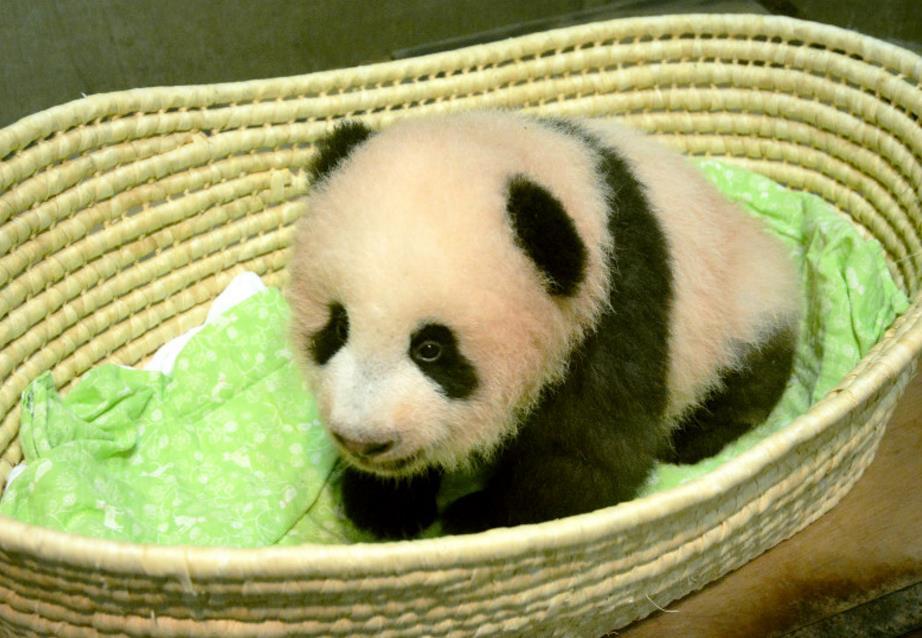 为保证熊猫宝宝安全，日本动物园决定园内全面禁烟 - 1