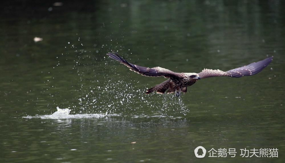 30只老鹰天天袭击鱼塘 每天吃掉几百元老板无奈改行（组图） - 1