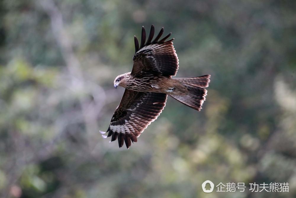 30只老鹰天天袭击鱼塘 每天吃掉几百元老板无奈改行（组图） - 2