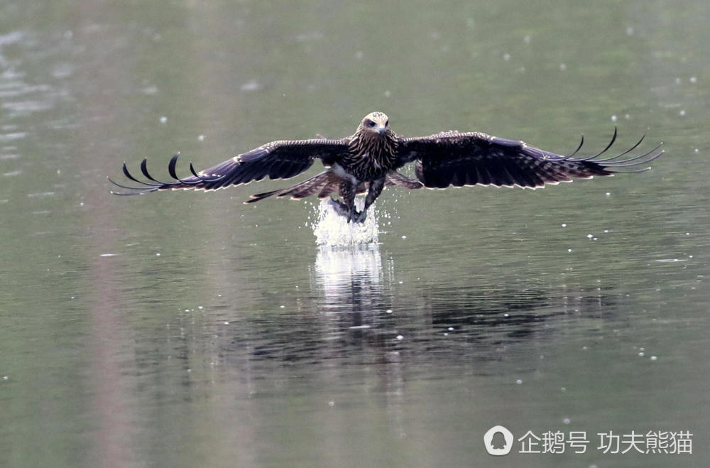 30只老鹰天天袭击鱼塘 每天吃掉几百元老板无奈改行（组图） - 4