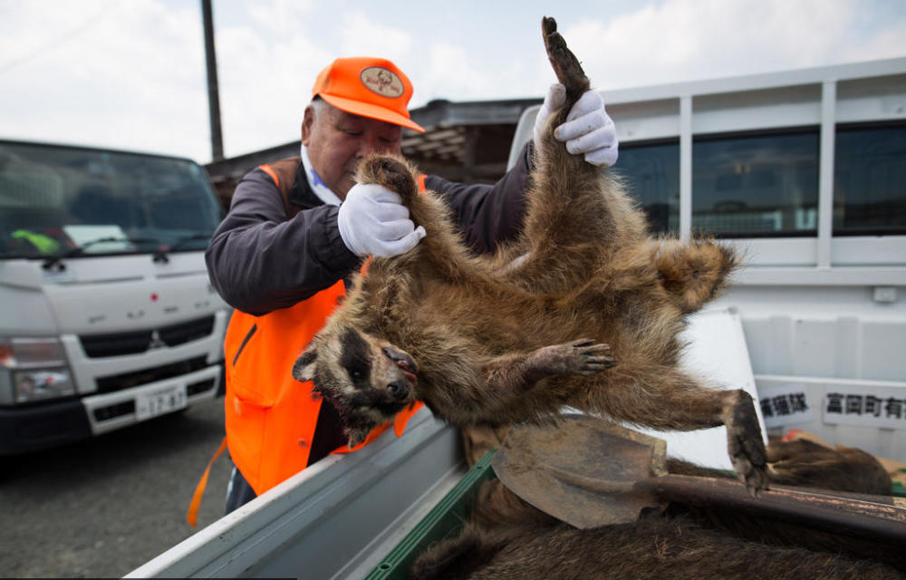 实拍从日本福岛核辐射区解封后猎杀的变异野猪,全部进行掩埋处理