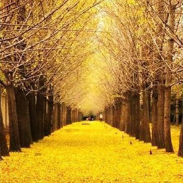 周末游!2017版中国银杏地图 有你想去的地方吗