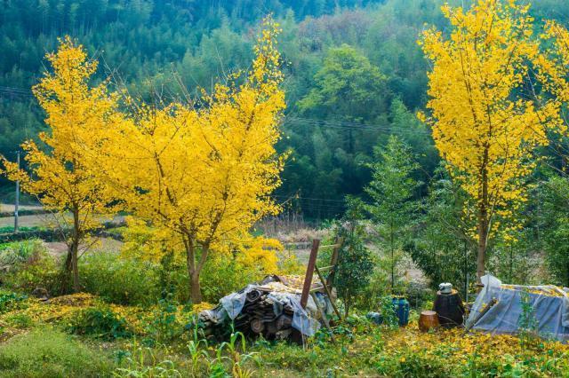 周末游!2017版中国银杏地图 有你想去的地方吗