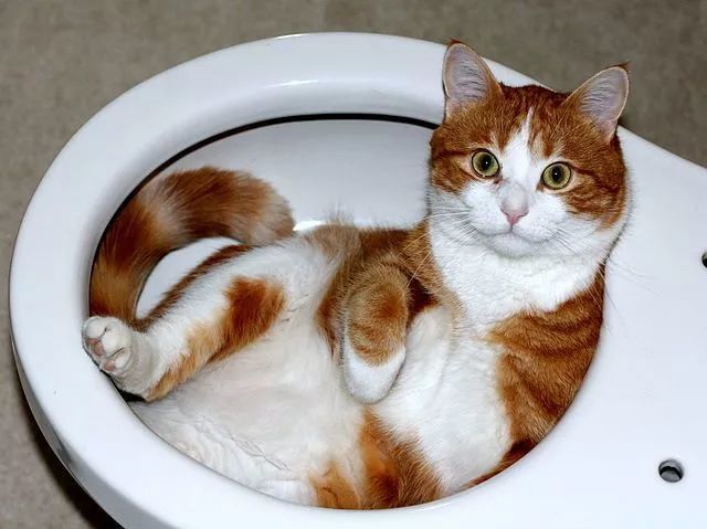 可爱搞笑萌宠,养宠知识趣闻,猫主子喵星人,铲屎官养猫,猫咪偷喝马桶水