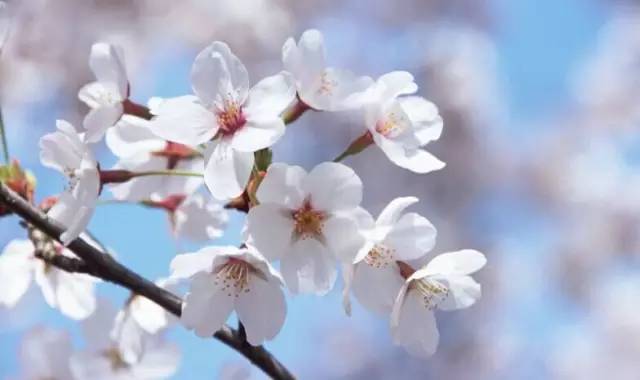 三、四月份北京赏花圣地 辨别桃花、樱花和梅花