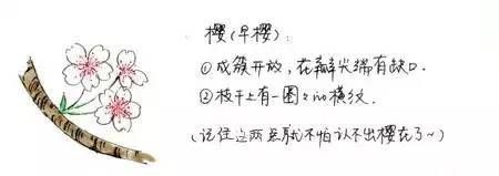 三、四月份北京赏花圣地 辨别桃花、樱花和梅花