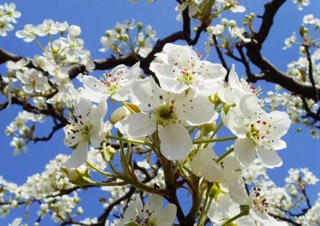 三、四月份北京赏花圣地 辨别桃花、樱花和梅花