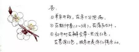 三、四月份北京赏花圣地 辨别桃花、樱花和梅花