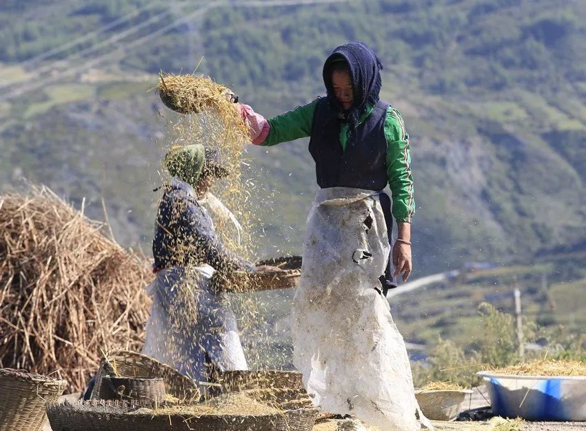 凉山彝族祭奠祖先的主食只限于荞子和燕麦,大概因为这两种作物都是
