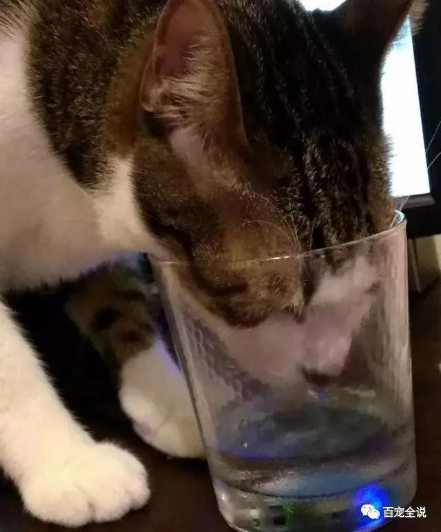 为什么猫舌头上那么多刺儿 被舔的时候疼疼的 看点快报