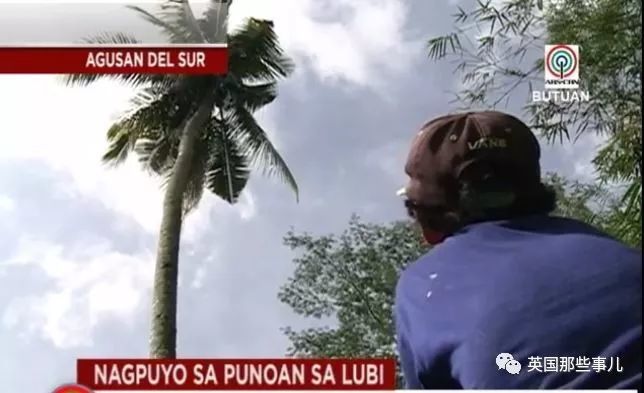 怕被人追杀，他爬到18米高椰子树顶一住就是3年... 终究还是被锯倒了... - 11
