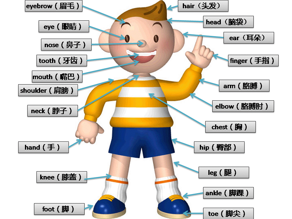 用押韵词指认身体部位