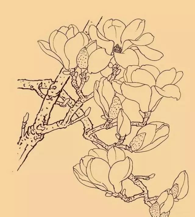 国画素材 白描玉兰花