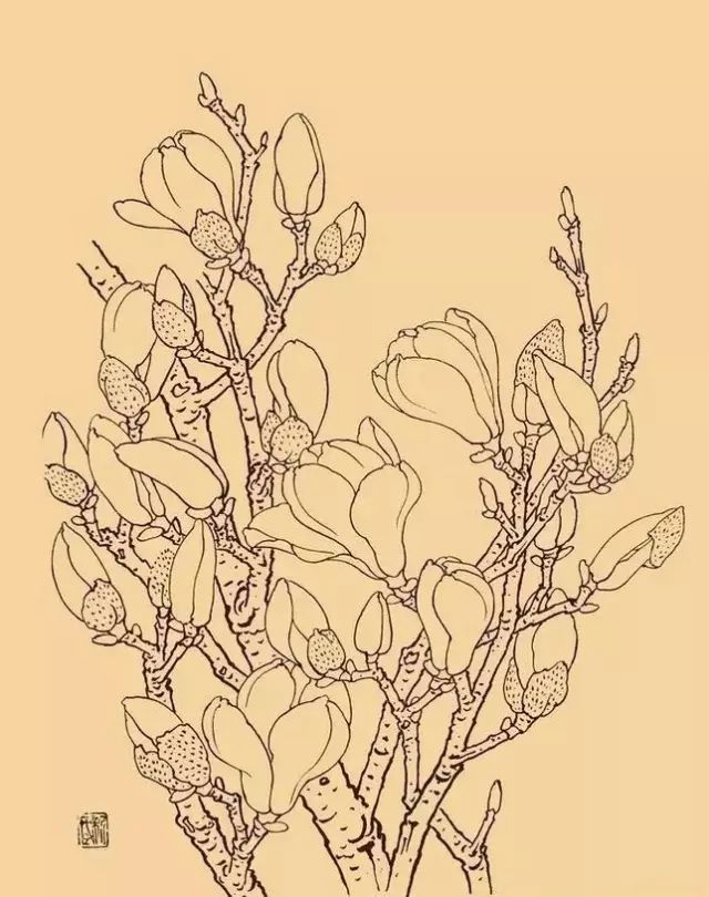 国画素材 白描玉兰花