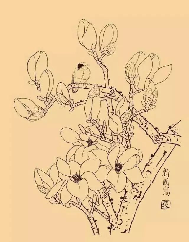 国画素材 白描玉兰花