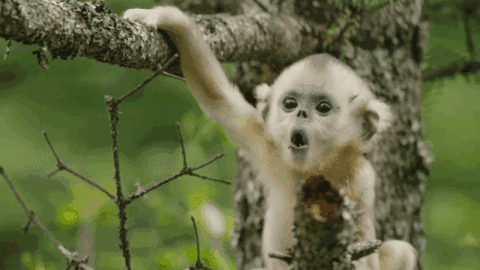 搞笑gif图:哎呀!这猴子到底看到了什么,这表情真是醉了