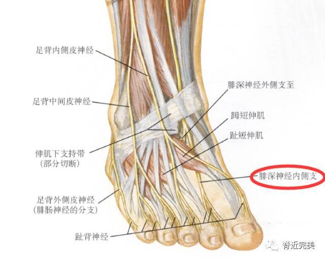 解剖走形:腓深神经,伴胫前动脉,先在胫骨前肌和趾长伸肌之间,后在