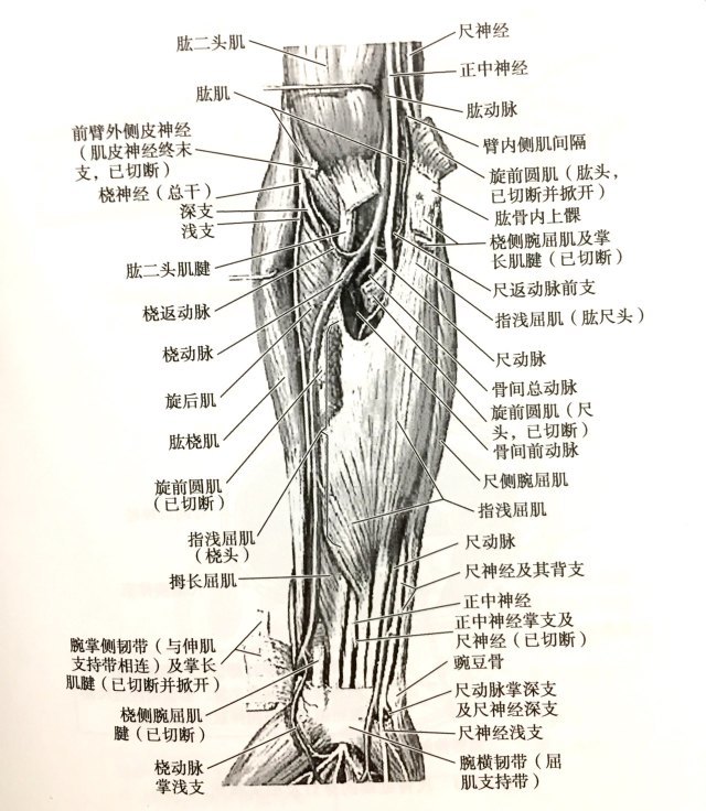 2-5-1   前臂解剖