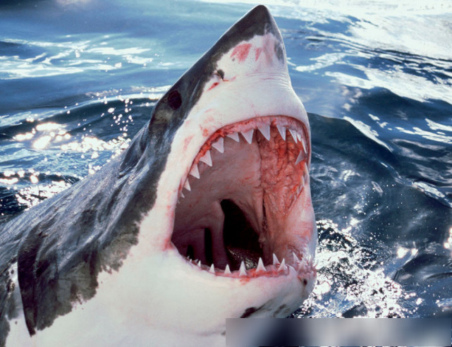 世界十二大凶猛鲨鱼排名,大白鲨仅排第二
