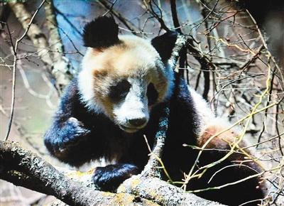 佛坪惊现"棕色"大熊猫?或为全世界第六只
