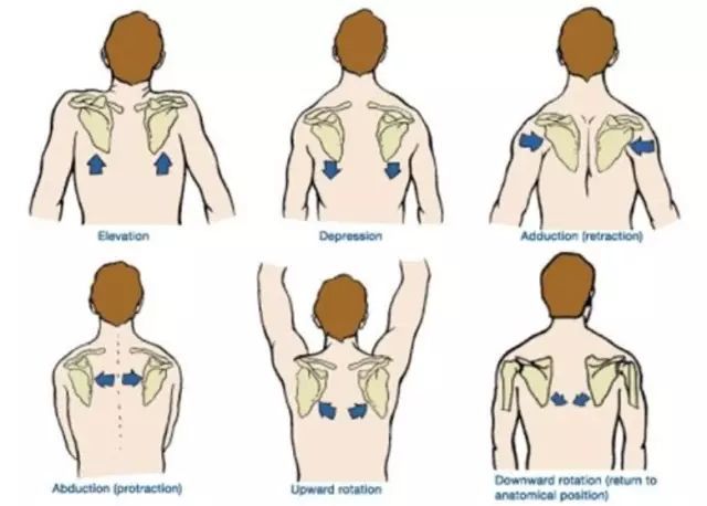 分别是 上提,下抑,外旋,内旋,外展及内收.