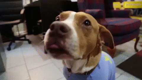 狗狗,宠物狗