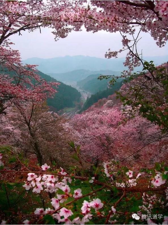 桃花坞里桃花庵 桃花庵下桃花仙