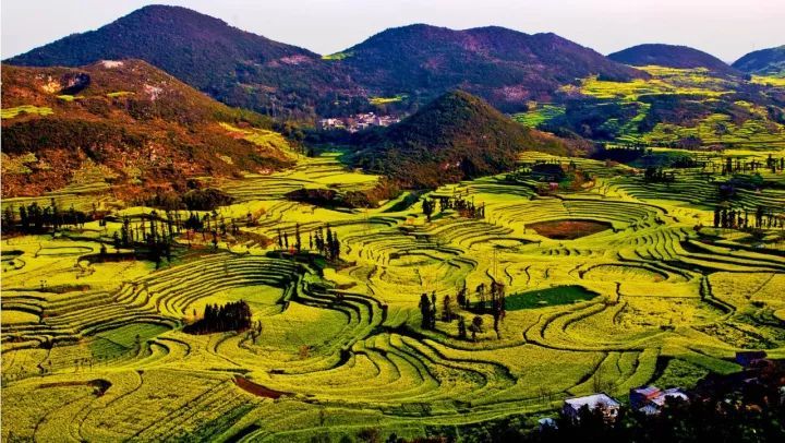 云南,西双版纳,昆明,罗平,十万大山,梯田